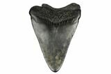 Bargain, Fossil Megalodon Tooth - South Carolina #172150-1